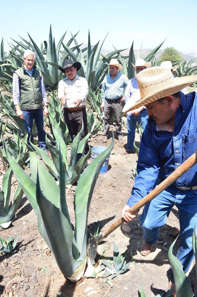 NachoBeltranG's tweet photo. Con 1442 hectáreas de cultivo de maguey pulquero el #EdoMéx ocupa el 3er lugar a nivel nacional en la PRODUCCIÓN DE PULQUE. 
En Coatepec Ixtapaluca el Gob. @alfredodelmazo reafirma su apoyo con los productores e impulsa los productos innovadores, ejemplo de ello la #PulcaLeta. https://t.co/UUCE34zWNI