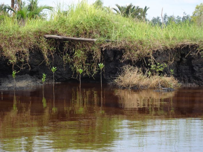 uktropicalpeat's tweet photo. Tropical peat swamps: Restoration of endangered carbon reservoirs https://t.co/atSzjyiPwZ https://t.co/2stqd9dT9W