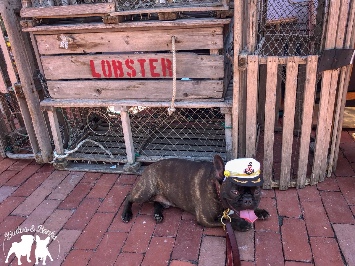 BrutusandBanks's tweet photo. Maybe I could captain a lobster boat...🤔
#BrutusandBanksVisitRhodeIsland #401Love #MyRIStory #DiscoverRI #VisitRhodeIsland #TheOceanState #NewEngland #TravelingPups https://t.co/iO4NtRz3RW