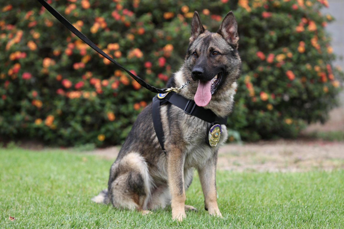 coyotecalling's tweet photo. .@CSUSBPD welcomes its newest officer, Sisu. The K-9 will working with Officer Manny Aguirre.  https://t.co/VHuKRabUze https://t.co/v8O5IrSSdQ