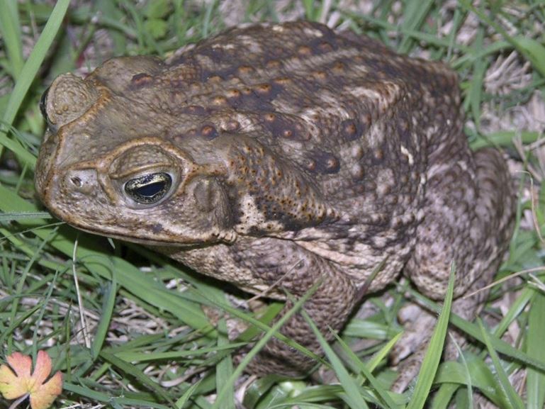 TCPalm's tweet photo. Another side effect of all this rain: toxic toads.
Find out how to protect yourself and your pets from cane toads: https://t.co/kgY4UJGMA1 https://t.co/PCwOSopcYU