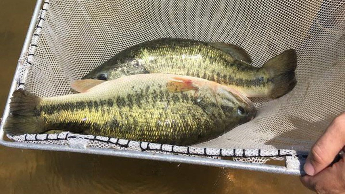 TheACFE's tweet image. Something smells fishy. Literally. A fisherman admitted to using the tail of one fish on top of another fish in photos to add a few inches to his catch, which secured his win in a tournament. buff.ly/2IZ9hUk #cantmakethisfraudup