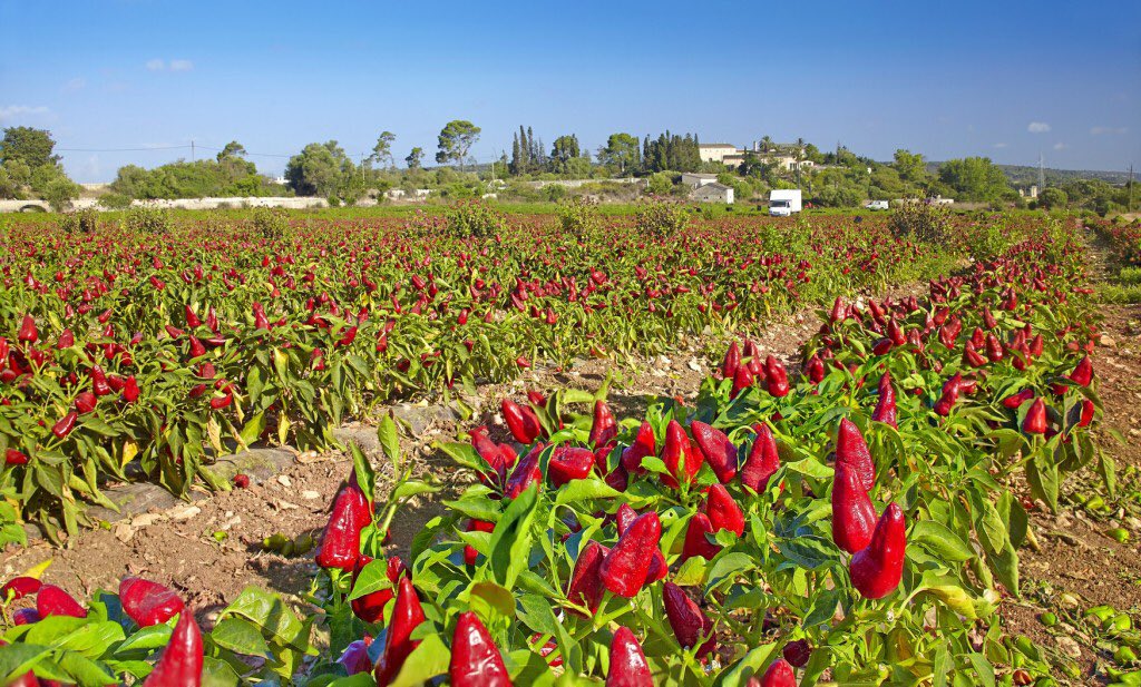 Paprika satis magazasi