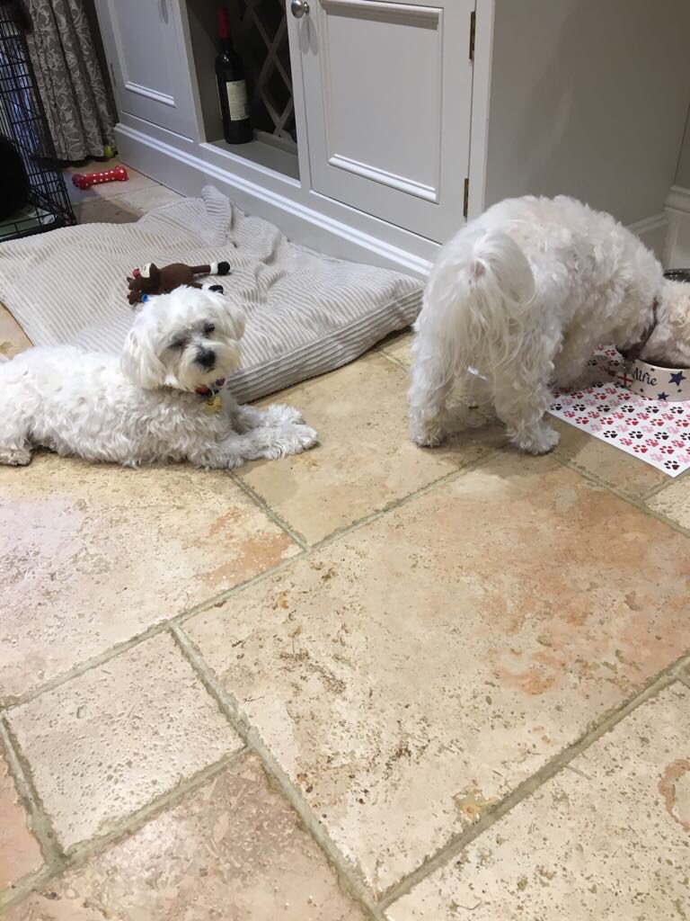adv_of_fenton's tweet photo. Waited patiently for my Uncle to finish his tea so I could eat the left overs and he left me nowt 😫 #doglife #puppy #dogblog https://t.co/XdHJKo7U08