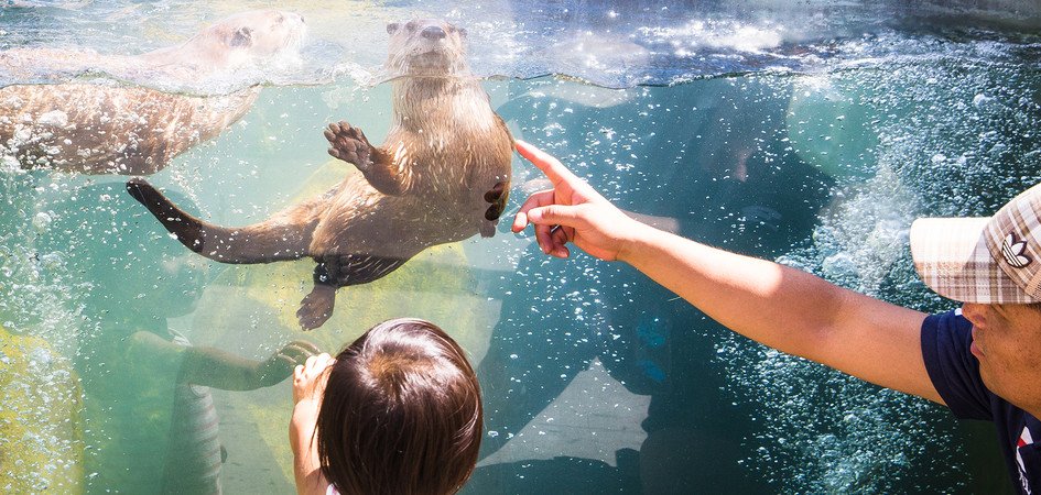 ExploreEdmonton's tweet photo. Hang out with long-tailed monkeys, majestic snow leopards and bamboo-loving red pandas at the Edmonton Valley Zoo! https://t.co/Rqk6rNCkvw #ExploreEdmonton https://t.co/qaJTWGAiS5