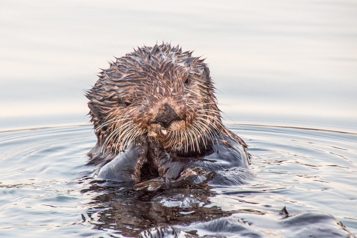 OurOcean's tweet photo. In case you missed it, today is #WorldOtterDay—and we hope you had an otterly great one! #seaotters #marinemammals #cuteanimals

https://t.co/3gGG18KLbj https://t.co/J99oyKULMp