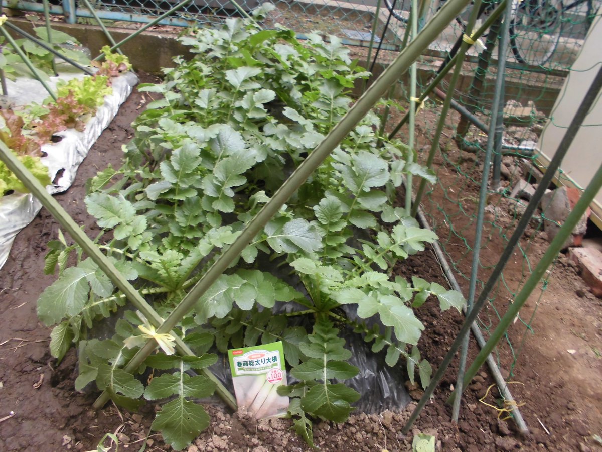ট ইট র うさ 5 18 ダイソー春蒔総太り大根は 畝端に壬生菜を混植していましたが 一気に収獲して漬物にしたいと思います 大根も少し太ってきたみたいです ট ইট র うさ 5 18 ダイソー春蒔総太り大根は 畝端に壬生菜を混植していましたが 一気に収獲して漬物にしたいと思います 大根も少し太ってきたみたいです
