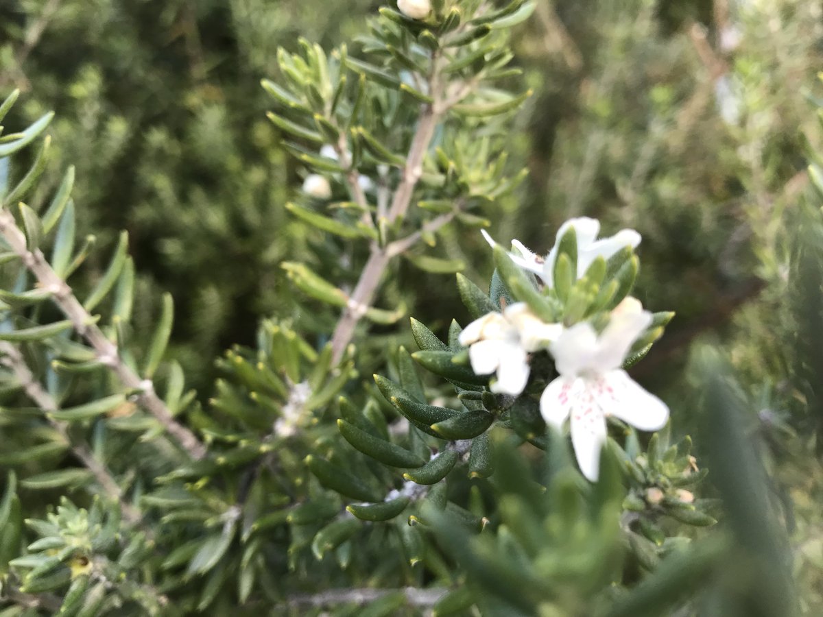 Reconciliation Garden 

Our Reconciliation garden is looking and smelling lovely. Created and cared for by Mr Ron Spencer, it is a quiet spot for reflection at school. #ReconciliationWeek2018 #garden