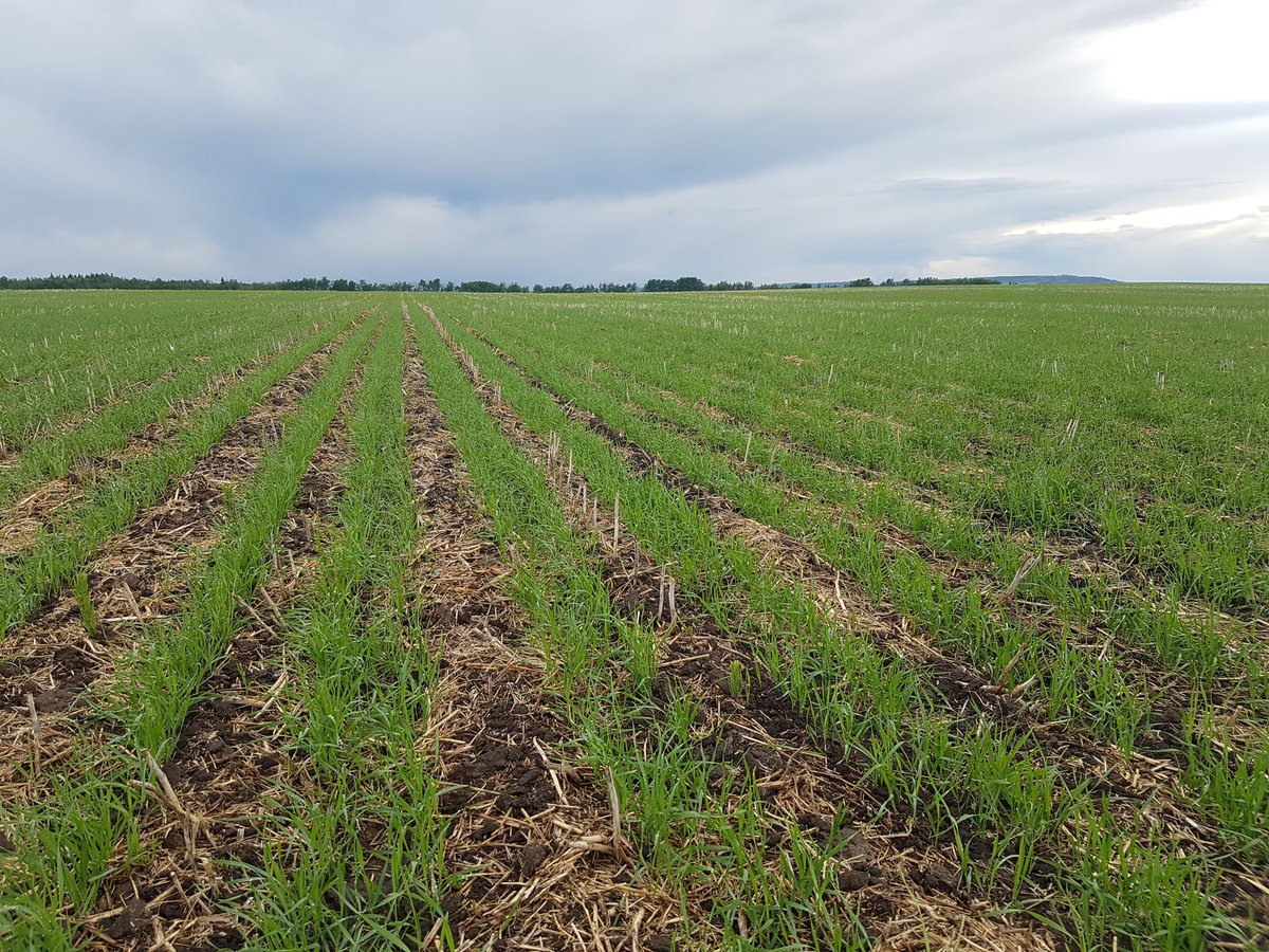 JesseMeyerLMGP's tweet photo. Fantastic start for our @canterraseeds AAC Connery!  #semidwarf #early high quality #HRSW https://t.co/mw92ihtvdP