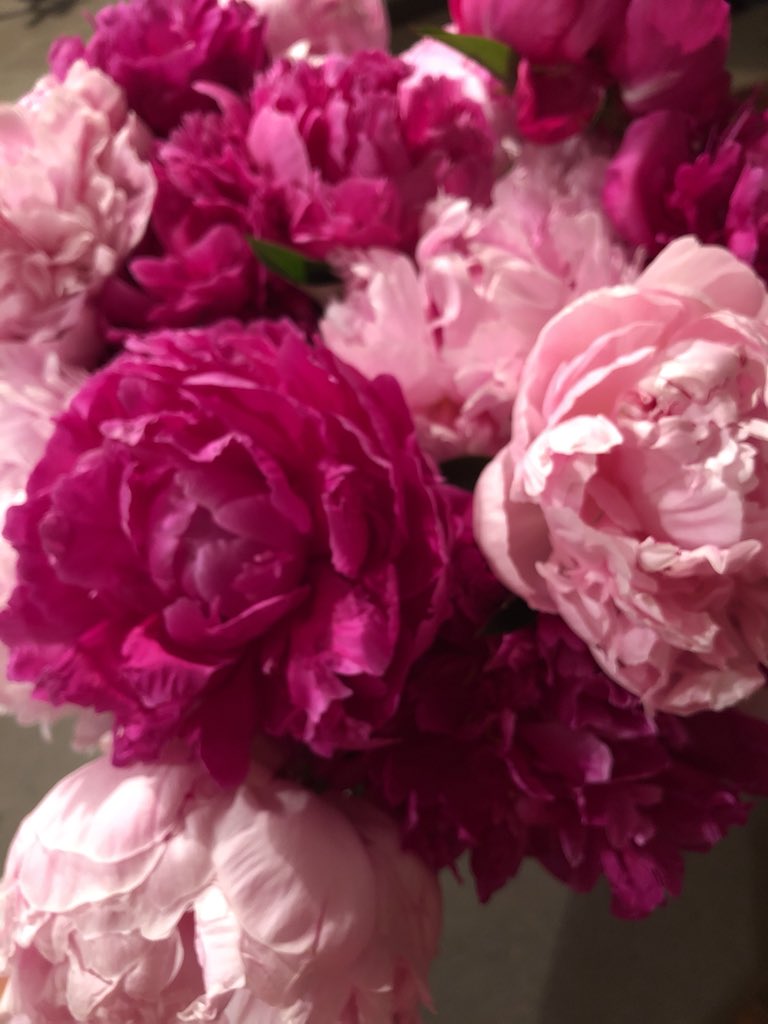 norellau's tweet photo. @StephenAtHome #BestBlossom in Washington https://t.co/YkkeOndGMC