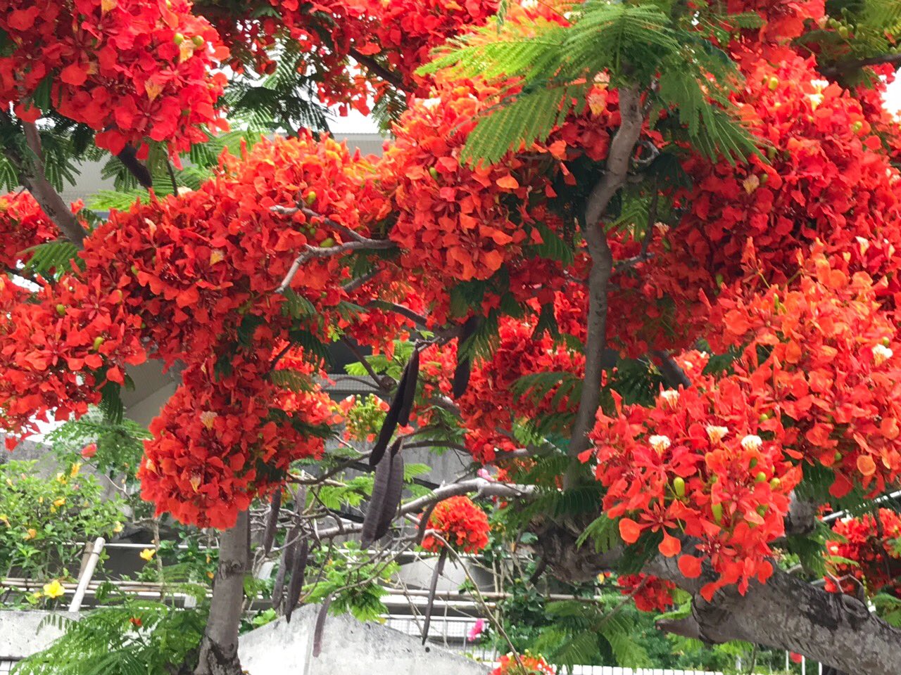 敬子在twitter 上 今日の様な空には この花が似合いますね٩ ๑ ᴗ ๑ ۶ 鳳凰木 世界三大花木 那覇https T Co Urvfxjdnv1 Twitter