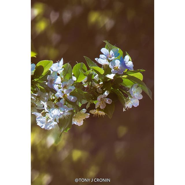 TonyJCronin's tweet photo. Spring Blossoms
#PentaxK3 #PentaxM200mm
#bokeh
#depthobessed
#yeg
#edmonton
#yegblog
#imagesofcanada
#nature_org
#nature
#mustbeedmonton
#yegers
#igyeg #igyegers
#yegphotographer
#urbanyeg
#exploreedmonton
#explorealberta🇨🇦#explorealberta
#explore
#urbanlife
#dailyvie… https://t.co/h77CtuJebS