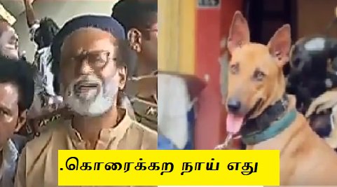 twittingfor's tweet photo. கொரைக்கற நாய் எது நல்ல நாய் எதுன்னு பாருங்க , ரெண்டு நாயுமே காலாவுல நடிச்சதுங்க‌  #ஆமாநீங்கயாரு #ஆமாயார்நீங்க #நான்தான்பாரஜினிகாந்த் #Thoothukudi  #SteriliteProtest   
   #Rajinikanth    #Nammavar  #மென்டலான் #MakkalNeedhiMaiam  #MentalRajiniFans https://t.co/NtHlMqBOiT