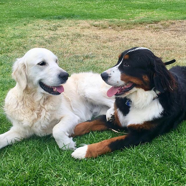 DakotaTheBerner's tweet photo. That @bagel.the.dog talks my ear off... π³πΆπ
#bmd #berner #bernerandgolden #delmardogs #bffπ https://t.co/ThckPHgHRM https://t.co/Tq8Nsroaic