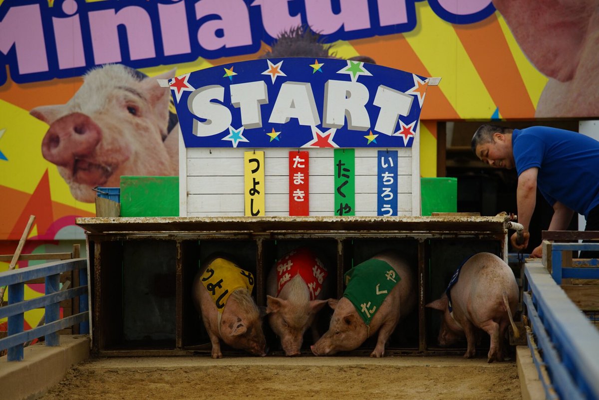 花奈 澪 阿蘇カドリードミニオンで行われている ミニブタレース この時のレースで見事一位を獲得したのは つよし たまき たくや いちろう のどの豚だったでしょう 正解者の中から１名様に番組から 阿蘇のお土産をプレゼント 応募は番組hp