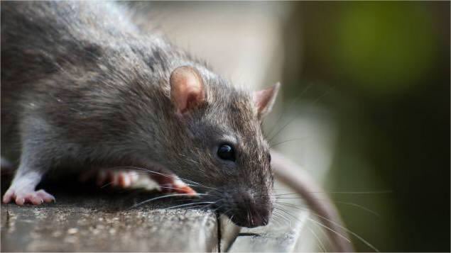 DBCimportant's tweet photo. Gironde : la leptospirose, «maladie des rats» cause la mort d'un triathlète  #sa

 https://t.co/VRsffTuQ0b https://t.co/evq6JbQYs4