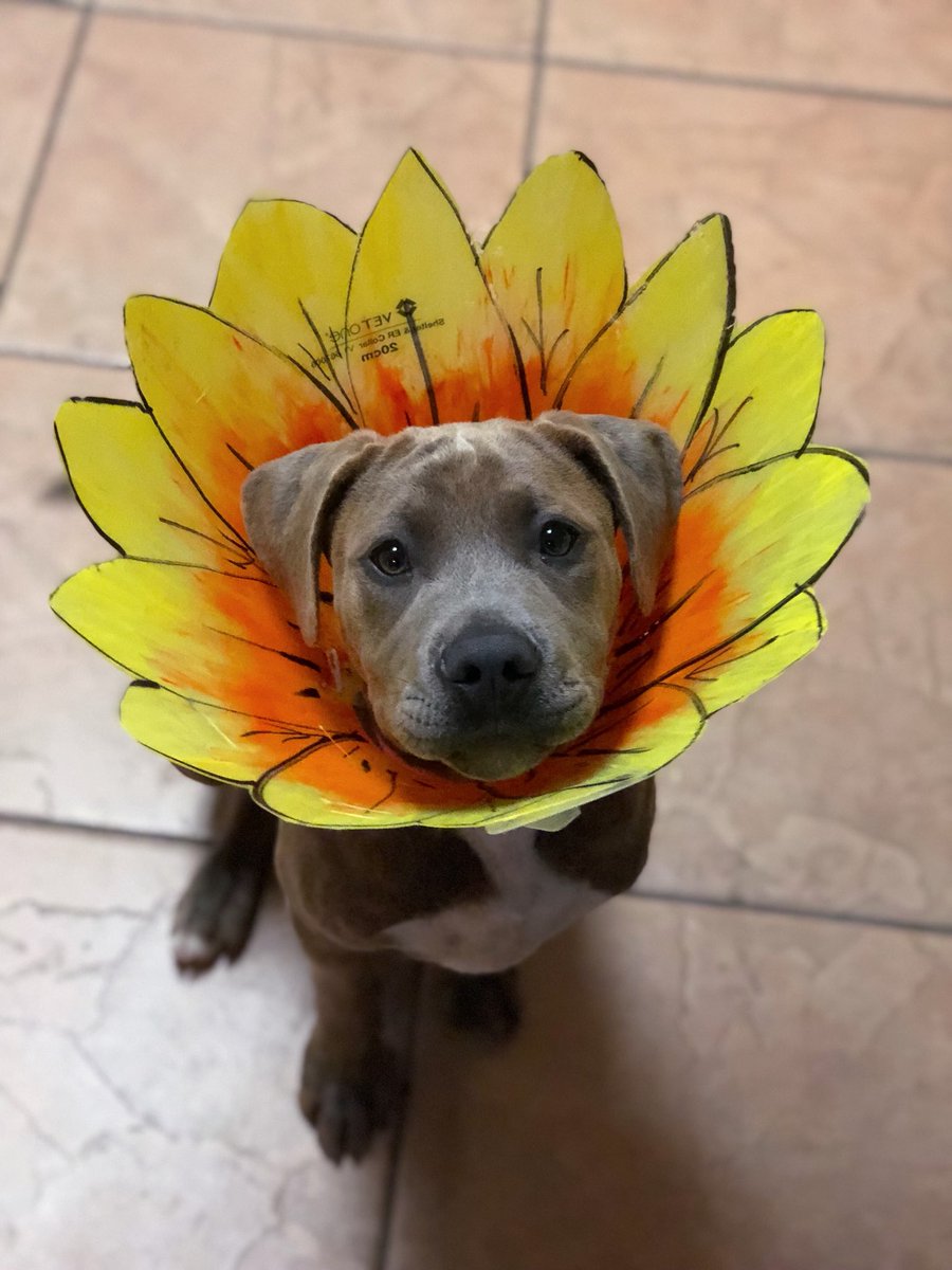 eysala's tweet photo. Lil man got his nutz clipped, his cone was ugly so I turned him into a flower https://t.co/3v1u84f6lY