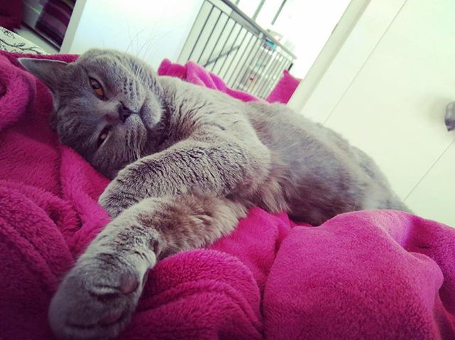 RonaldAndMarley's tweet photo. •All you need is L ♥️ V E• #cats_of_instagram #catsofworld #bluebritishshorthair #catsofinstagram #catlovers #catstsgram #catmania #meow #miau #likesforlikes #follow4follow https://t.co/Nt21pzQKUV https://t.co/Ypal2c6uUN