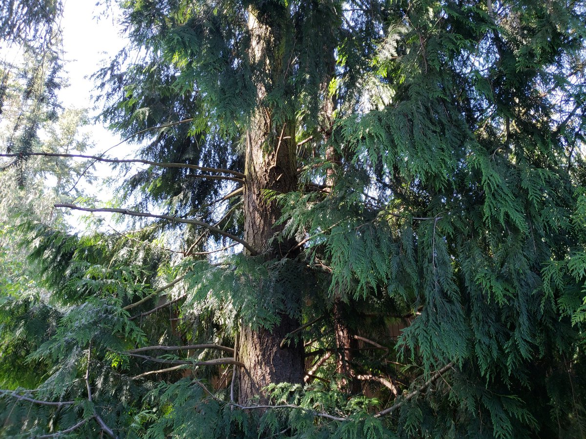 Mattpanipinto's tweet photo. #UWT123
Behold, TREES IN MY BACKYARD! The trunks of these cedar(?) trees have tiny xylem that reach from the root systems to the top - and each tiny tube has a minuscule meniscus at the top, indicative of the pressure within the xylem that allows the water to move up the trunk! https://t.co/UhkfPv58fg