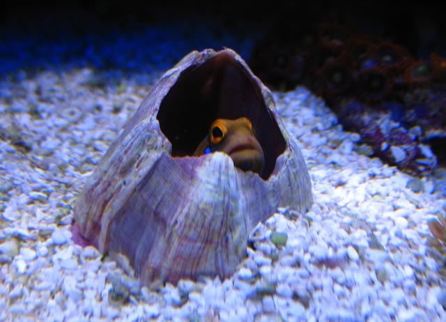 nano_reef's tweet photo. Some people build bird houses, but on https://t.co/IJM7PDhA5F, we build fish houses! Community member Stoney Waters' classic DIY Jawfish House how-to guide with lots of interesting ideas on building burrows for fish. https://t.co/MUEn3zIwJH #nanoreef #reefaquarium #saltwaterfish https://t.co/QyEkaQ3vsa