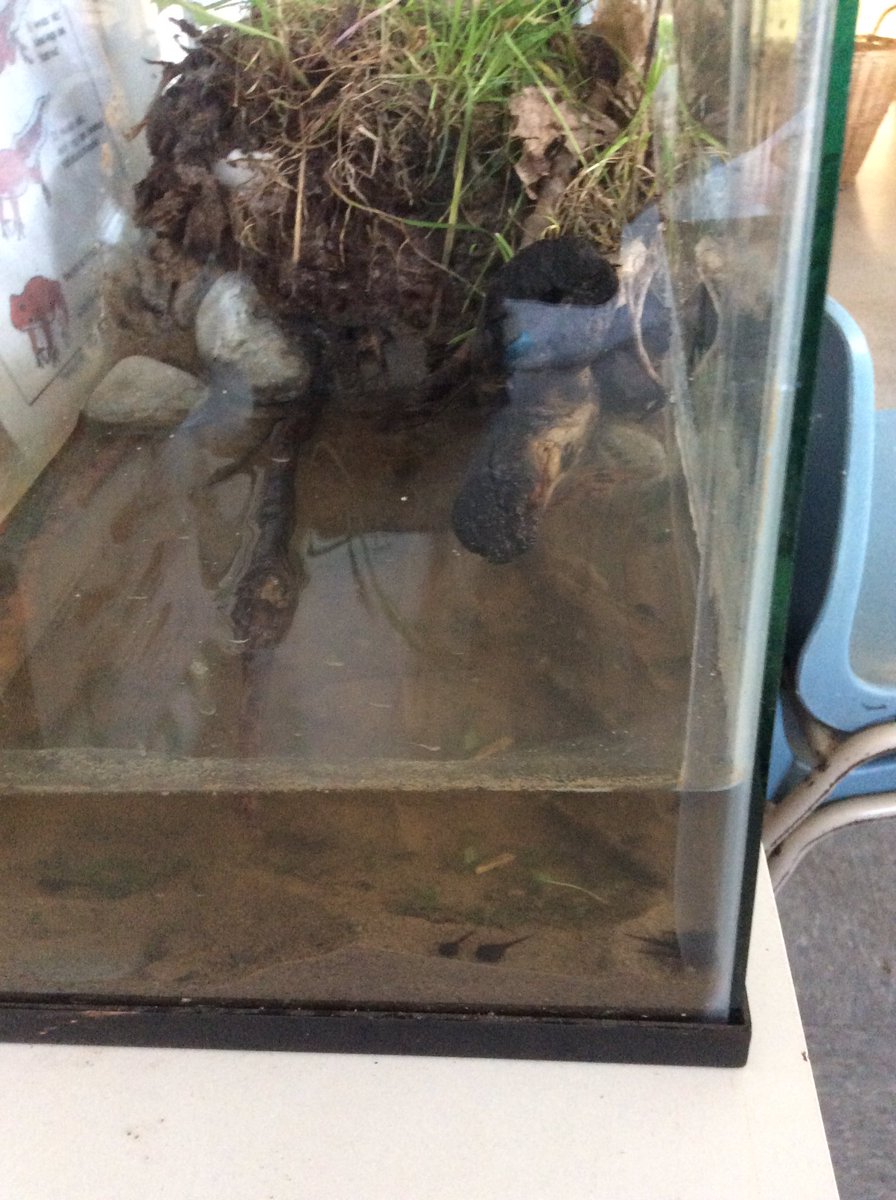 LisaDurepos's tweet photo. A different way to discuss the lifecycle of a frog. This challenge was tricky but the students all found different ways to attain their goals. @alcdsb_stms https://t.co/c1tJiV75o8