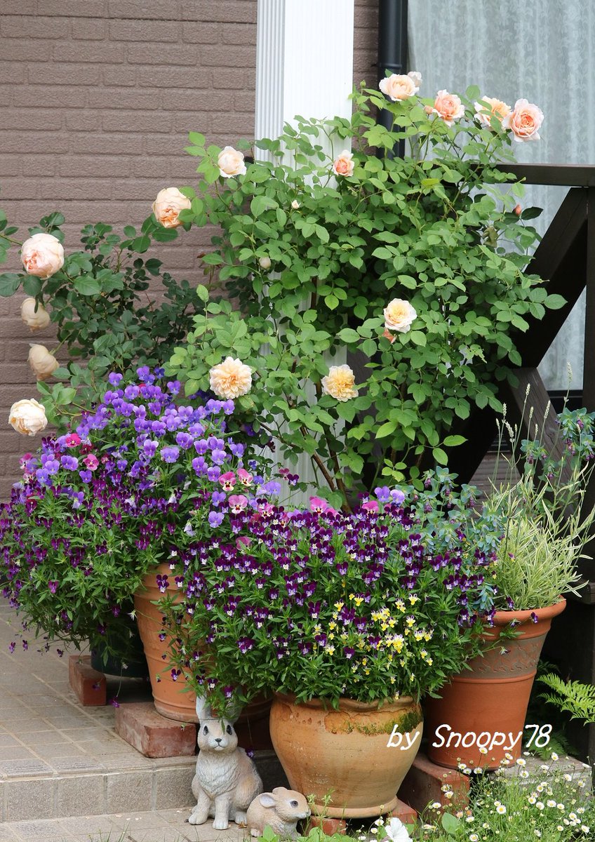 edelsnoopy's tweet photo. The collaboration between #Roses starting to bloom & #Violas overflowing from the #Yoseue-pots. It's one of my favorite garden scenes of late May. #Flowers #gardening https://t.co/e7LqZpMiEB