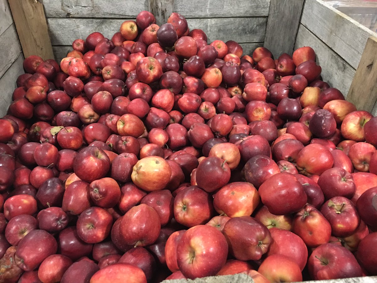 FoodlinkNY's tweet photo. Did you know that Wayne County is the 4th-ranked apple-producing county in the entire country???? #AppleFacts #TheMoreYouKnow #VAPPLES https://t.co/E6rDSA6bH2