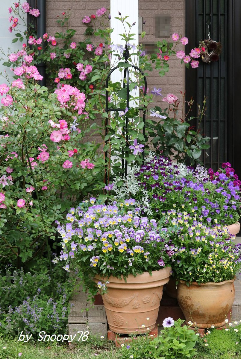 edelsnoopy's tweet photo. Rosa '#LavenderDream' has many #Flowers this season. Besides, #Violas has been still growing & got to bury other flowers such as Linaria. #Rose #gardening #Yoseue https://t.co/VzPyquBmzm