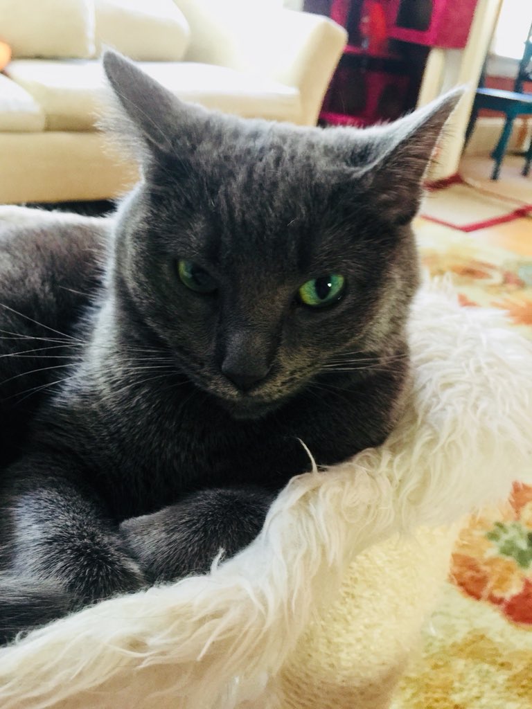 A_affirmations's tweet photo. 50 children a day are taken from their families. We are traumatizing 350 every week. Let that sink in. 1,400 children ripped from their parents arms every week. #FamiliesBelongTogether #StopSeparatingChildren #StopSeparatingFamilies #purrsistence https://t.co/LRv0YG3L8B