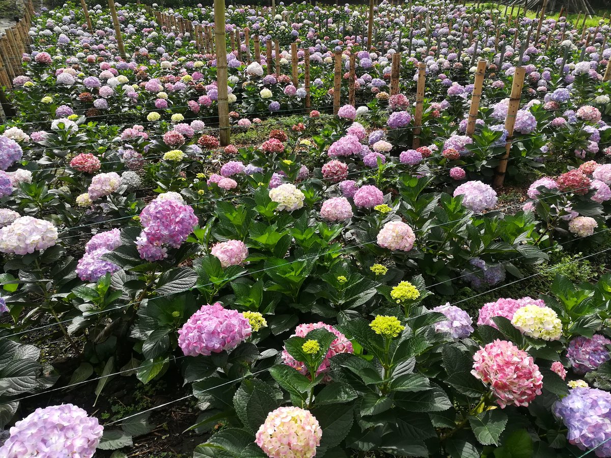 OficialFlowers's tweet photo. Lavander and pink #hidrangeas in the farms of American flowers! https://t.co/hSJwUS3rQU