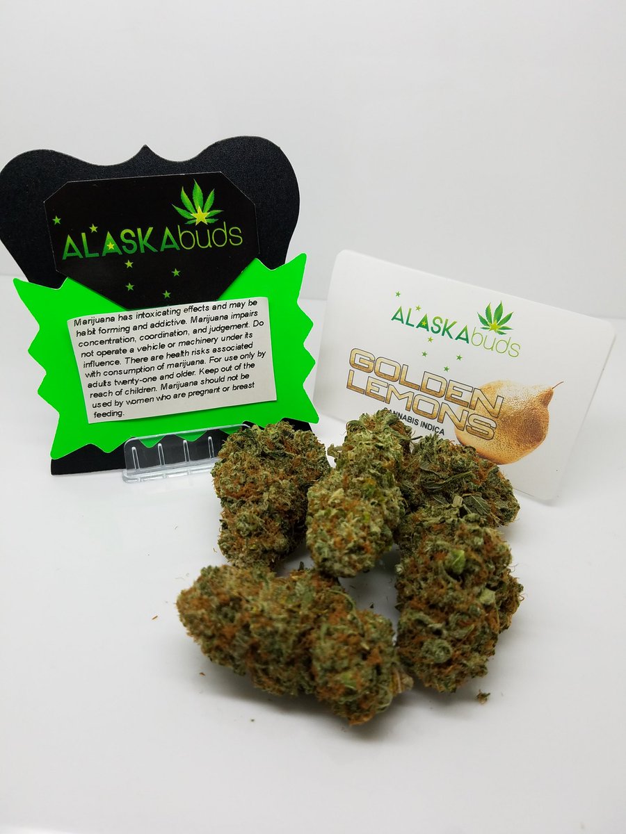 Alaskabuds's tweet photo. The long awaited ALASKAbuds strain Golden Lemons is hitting the shelves today with its Indica punch. It is grown in soil bringing out the earthy flavor of it's parents lemon Skunk and Kosher Kush. https://t.co/APH3RU6xRk