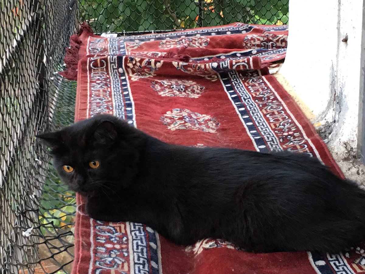 Zanked16's tweet photo. Shadow, my sweetheart https://t.co/1pPhrZ8eV7