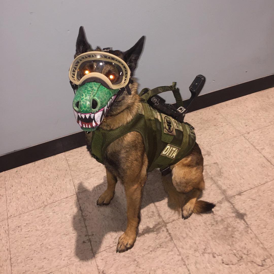 What Kind Of Dog Is On Seal Team