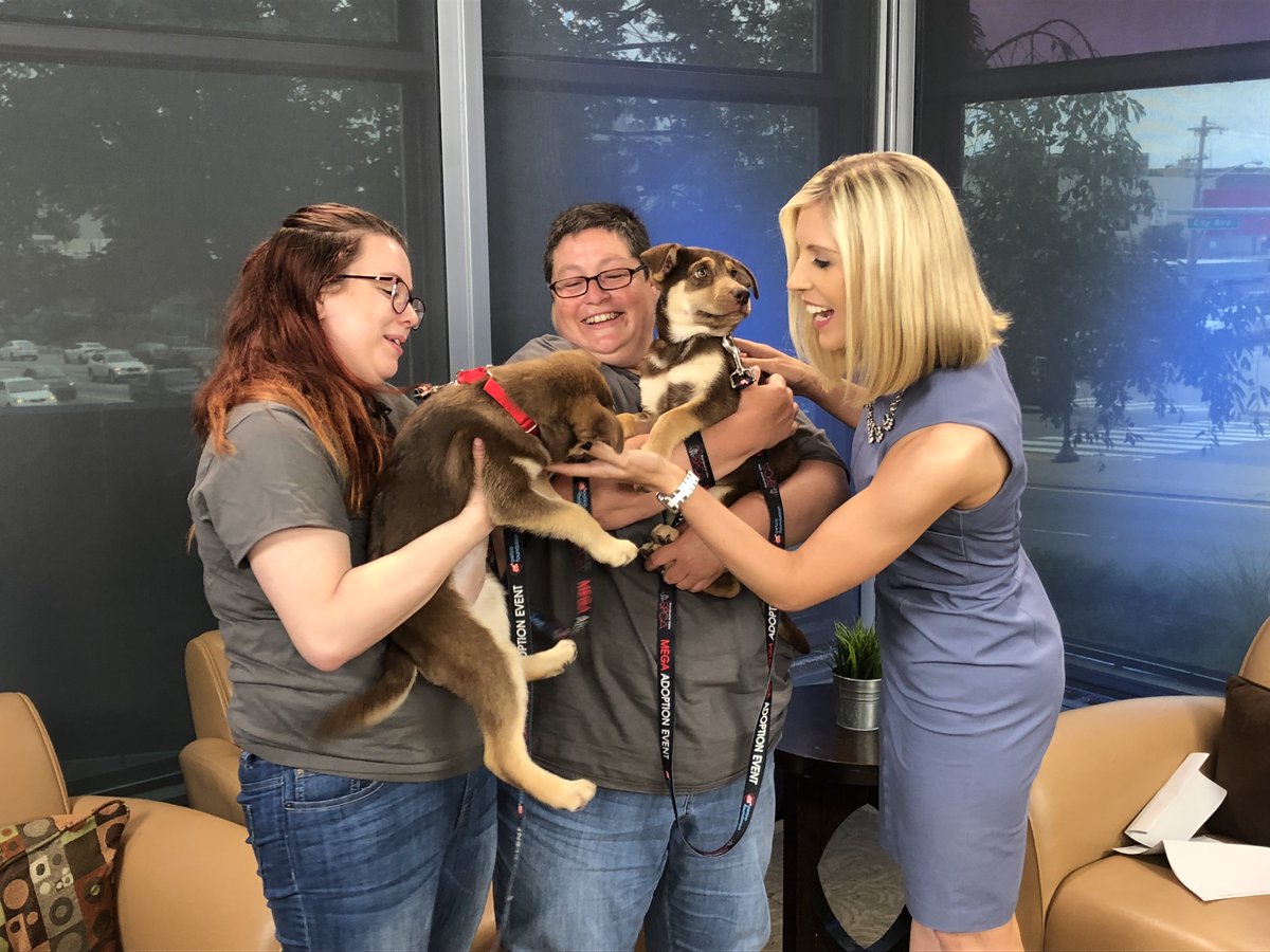 BrandywineSPCA's tweet photo. The adorbs Peabody siblings had a blast with @RosemaryConnors on @NBCPhiladelphia today. These 2mo babes are adoptable at WC & at Mega if not scooped up before. (Mega: 1000+ adoptables this wknd, $25 adoption fee, https://t.co/gpsWfBQaBT) #tristatemega #AdoptDontShop https://t.co/XRazhWtZQV