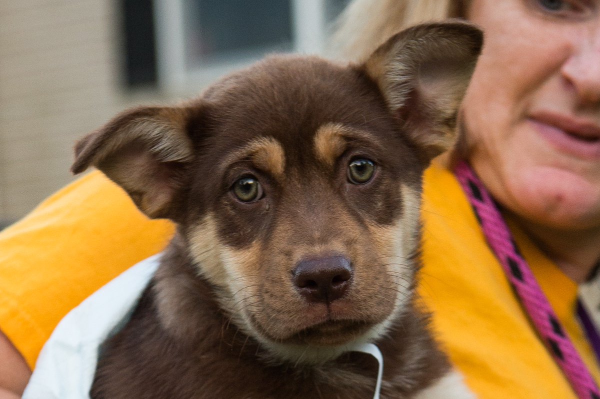 BrandywineSPCA's tweet photo. The adorbs Peabody siblings had a blast with @RosemaryConnors on @NBCPhiladelphia today. These 2mo babes are adoptable at WC & at Mega if not scooped up before. (Mega: 1000+ adoptables this wknd, $25 adoption fee, https://t.co/gpsWfBQaBT) #tristatemega #AdoptDontShop https://t.co/XRazhWtZQV
