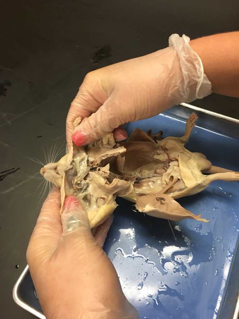 LSumrall72's tweet photo. Rat Dissection day in Biology! Yes, we are still in learning mode....😊 https://t.co/ll6sP6snPv
