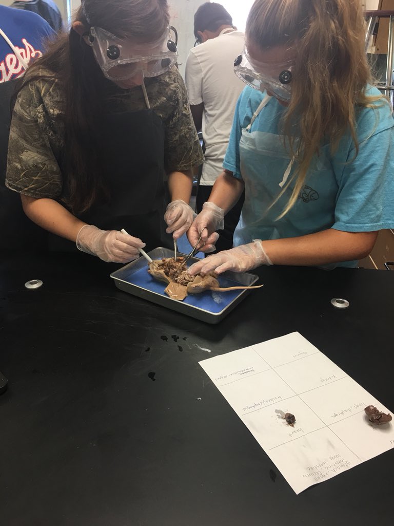 LSumrall72's tweet photo. Rat Dissection day in Biology! Yes, we are still in learning mode....😊 https://t.co/ll6sP6snPv