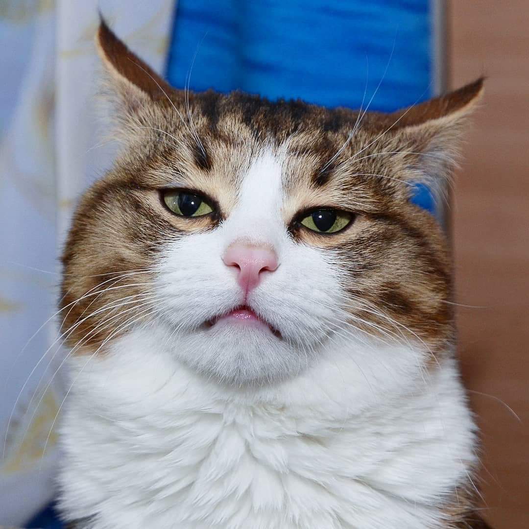 SalinCatCat's tweet photo. Dis pussy is back bitchezzz. Dami nangyari ha. Wait lang kayo diyan, makikingiyaw ulit ako. 

#SalinPusa https://t.co/dvkTvjmQn2