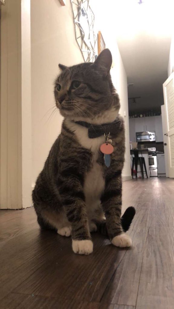 Donovan is missing from the 800 block of Clearbrook. Very friendly little guy. He is microchipped. If found contact @oringinal_ginge.