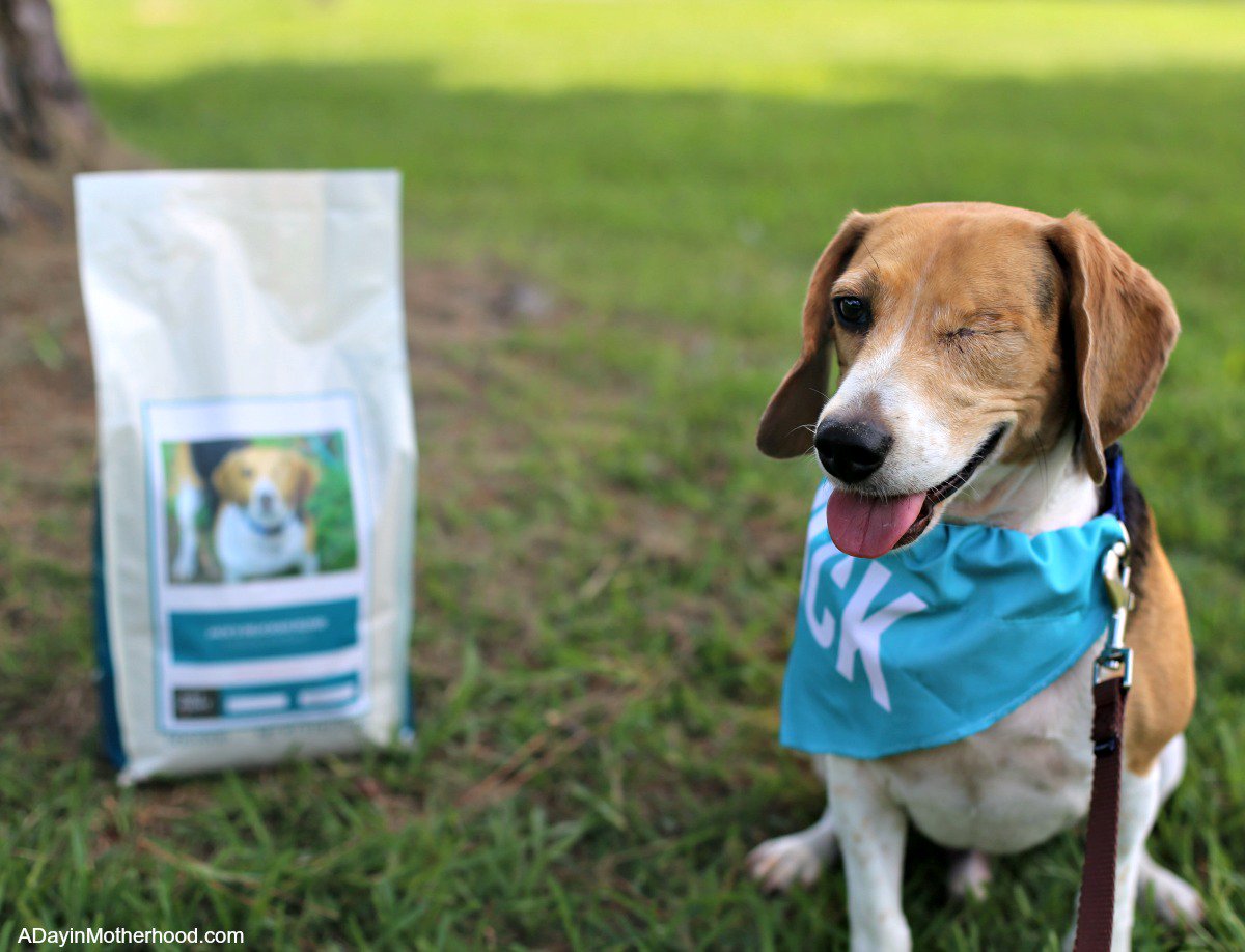 lomargie's tweet photo. Where is your absolute favorite place to take your dog?
My One Eyed Jack LOVES the duck pond in the neighborhood! Check out our trip and how the simple act of taking him on a walk made our day better!
#DogsofJustRight #ad @JustRightPets
https://t.co/BmAZk6Iyut https://t.co/FnF5wqJjlr