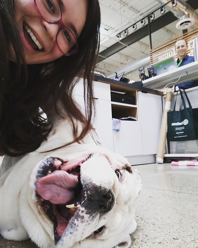 sectioncdallas's tweet photo. Brutus + co-worker + selfie / TreeHouse / #englishbulldog #dallas #bulldogsofinstagram https://t.co/oH15Sql18P https://t.co/rJdHS65UBW