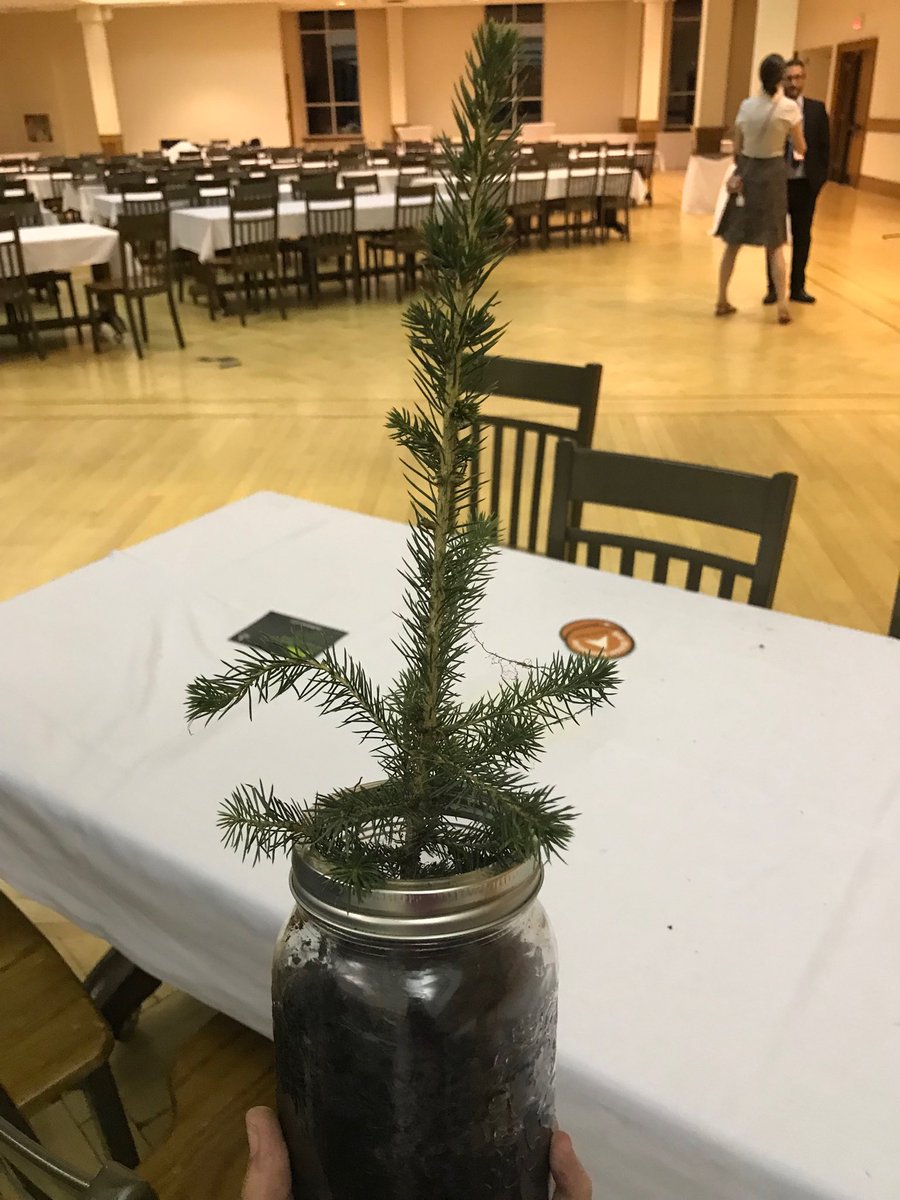 RobinMTippett's tweet photo. Fun fact: I wasn’t going to adopt a tree tonight. Please meet Paul the Pine. #sustainableygk #EOR2018 #walkthetalk https://t.co/Tcagn9FH1z