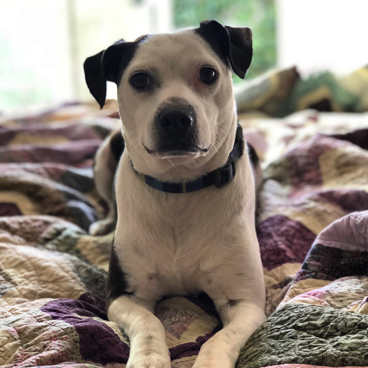 davidrhaley's tweet photo. Hope for the best, our little pooch Cooper isn’t doing well, has a blockage in his intestines. He isn’t holding down water. Poor little guy has to say a night or two at the veterinarian clinic. #prayfordogs #sickpuppy https://t.co/2KLmtYc4AO