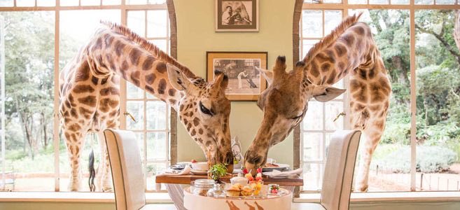 PackYourBag_'s tweet photo. Giraffe Manor, Kenya 🇰🇪 https://t.co/mVgVaz9y7f
