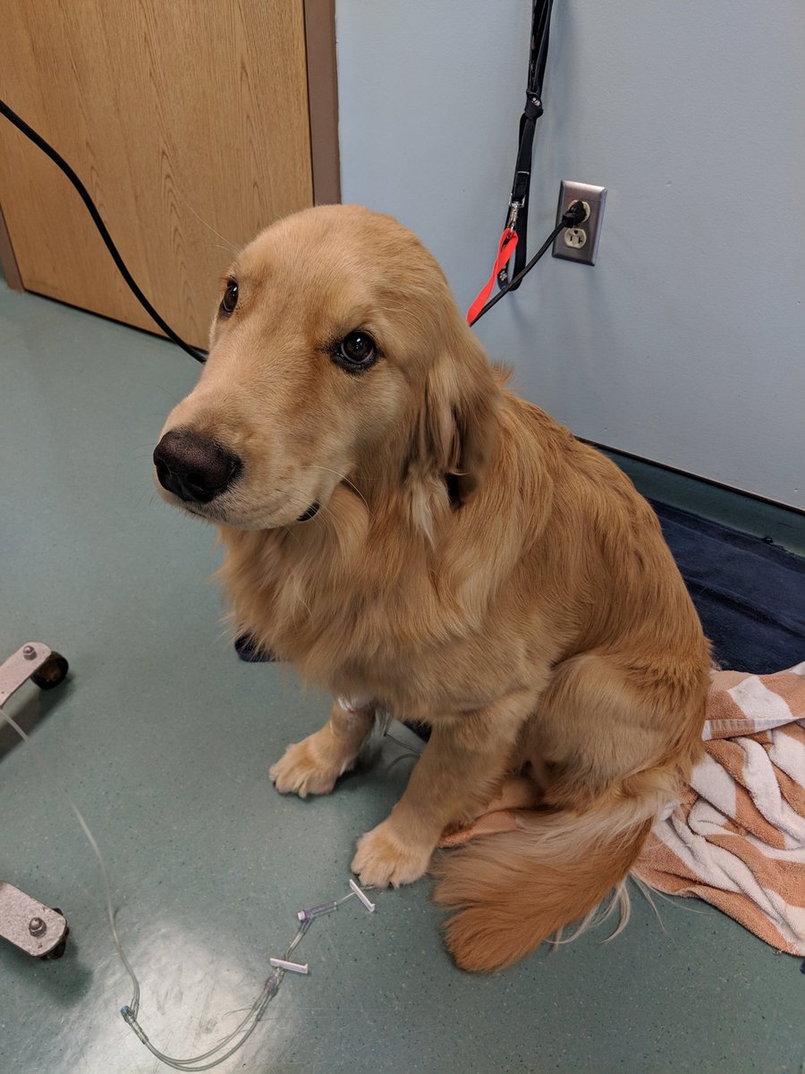 Hillside43050's tweet photo. The look you give the doctor when you realize what kind of surgery he just performed on you... #ouch #neuter #helpme #why @DubuskyDVM https://t.co/yRVV2l7Wp0