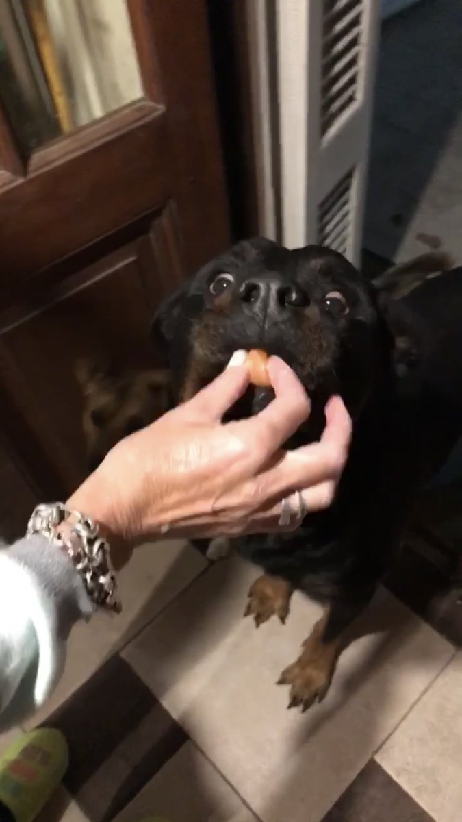 Lindo Perro Comiendo Una Sandia Dog Eating Watermelon Youtube