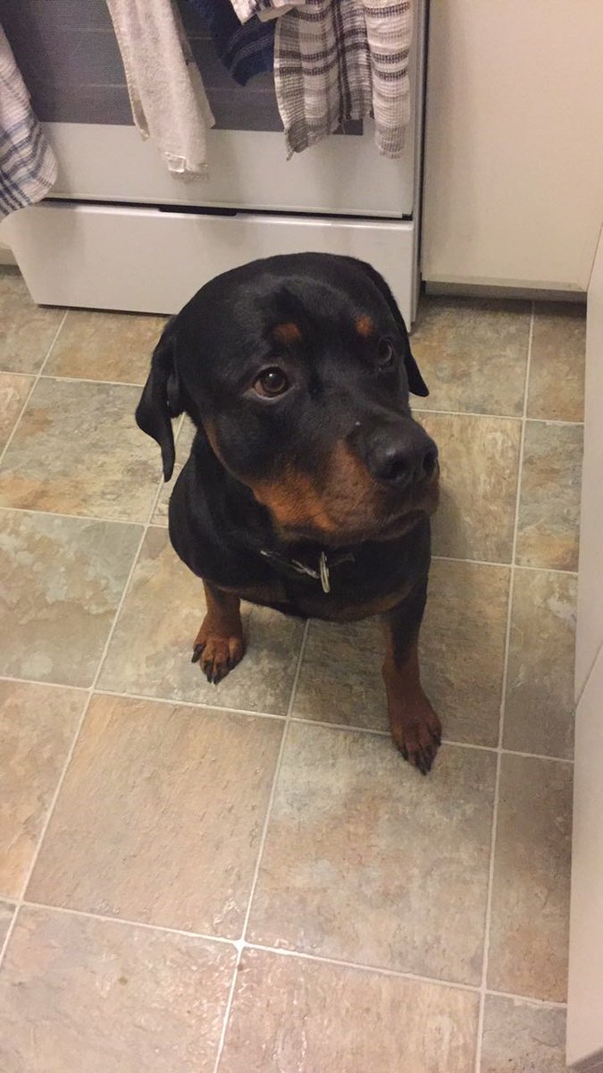 JKorte15's tweet photo. I think Kip gets jealous that I tell Harley I love him more than I tell him. But seriously... look at this cute little face 😘😘😍😍 https://t.co/Vm34foh8hB