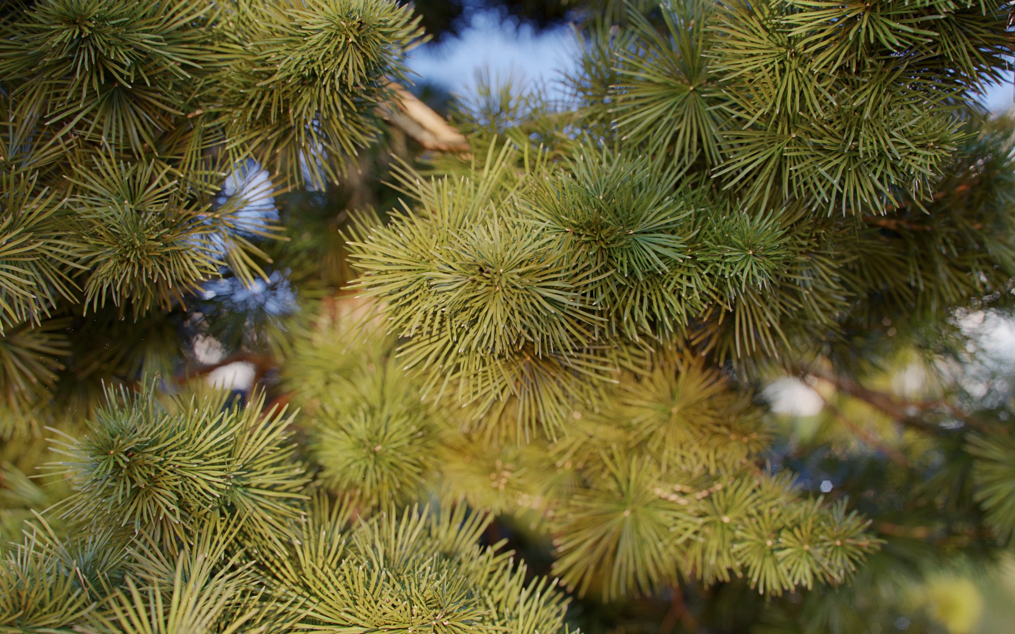 Maxtree хвойные