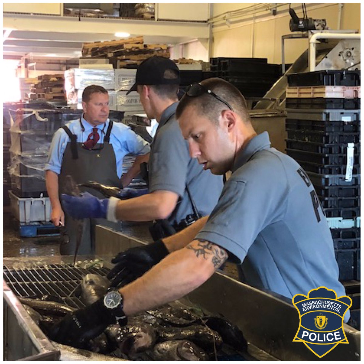 MAEnviroPolice's tweet photo. Officers inspect head boat in New Bedford, total catch found to be more than 600-pounds over legal limit. Illegal catch donated to New Bedford Salvation Army, multiple citations issued. https://t.co/9BzdhAICzz https://t.co/hvPGSUDhZA