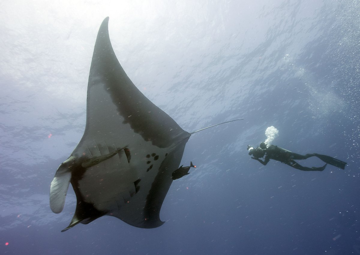 TravelwithTam's tweet photo. What Diving the Revillagigedos Archipelago Really Looks Like, Part Three https://t.co/oKxusQ1vgX #scuba #scubadiving #diving #scubadiver #mexico #revillagigedos #archiepelago #rayofhope #wildlife #ocean #oceanlover #manta #mantaray https://t.co/ipuUCqL8dL